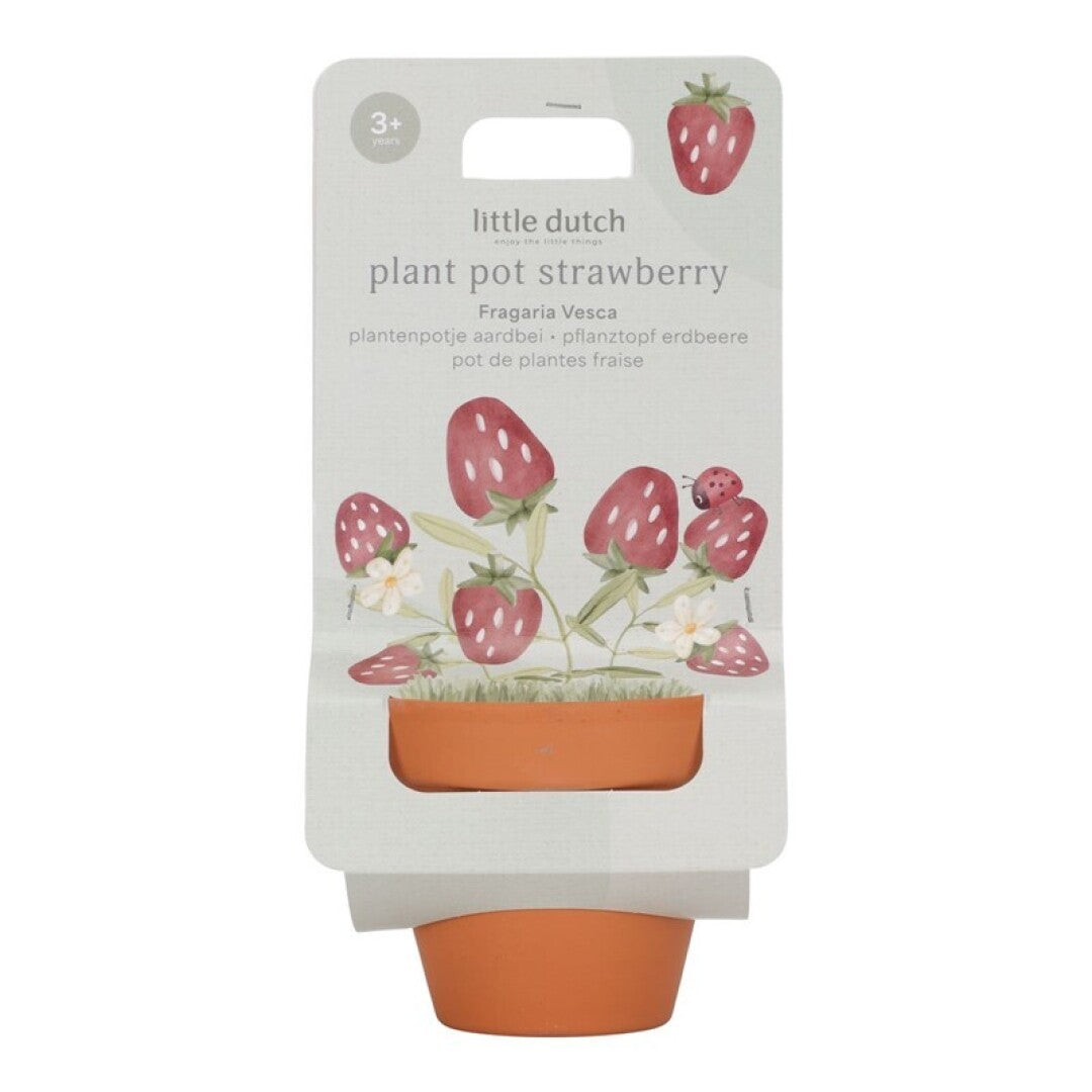 Maceta planta fresas Little Dutch
